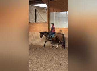 Poni alemán, Caballo castrado, 5 años, 152 cm, Castaño