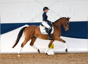 Poni alemán, Caballo castrado, 5 años, 153 cm, Castaño