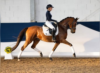 Poni alemán, Caballo castrado, 5 años, 153 cm, Castaño