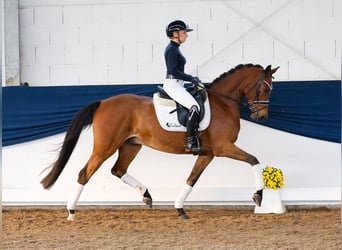 Poni alemán, Caballo castrado, 5 años, 153 cm, Castaño