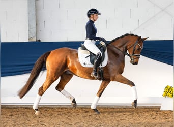 Poni alemán, Caballo castrado, 5 años, 153 cm, Castaño