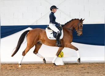 Poni alemán, Caballo castrado, 5 años, 153 cm, Castaño