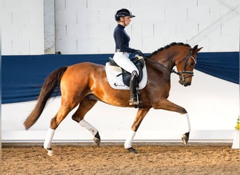 Poni alemán, Caballo castrado, 5 años, 153 cm, Castaño