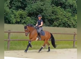 Poni alemán, Caballo castrado, 5 años, 153 cm, Castaño oscuro