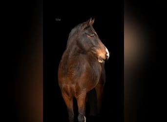 Poni alemán, Caballo castrado, 5 años, 155 cm, Castaño oscuro