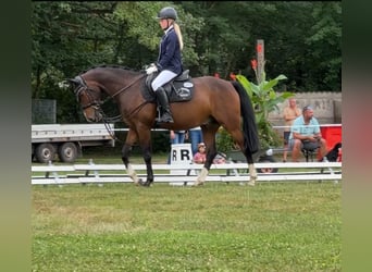 Poni alemán, Caballo castrado, 5 años, 155 cm, Castaño oscuro