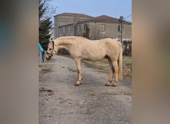 Poni alemán, Caballo castrado, 5 años, 155 cm, Palomino