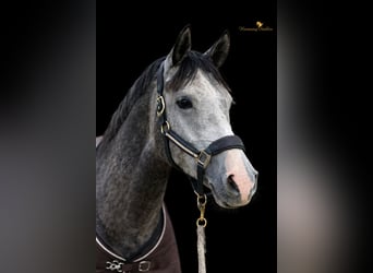 Poni alemán, Caballo castrado, 5 años, 155 cm, Tordo