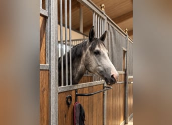 Poni alemán Mestizo, Caballo castrado, 5 años, 155 cm, Tordo