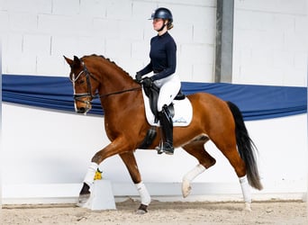Poni alemán, Caballo castrado, 5 años, 156 cm, Castaño