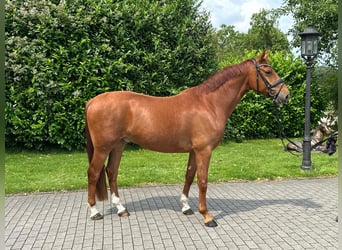 Poni alemán Mestizo, Caballo castrado, 5 años, 157 cm, Alazán