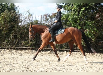 Poni alemán, Caballo castrado, 5 años, 157 cm, Castaño