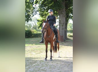 Poni alemán, Caballo castrado, 5 años, 157 cm, Castaño