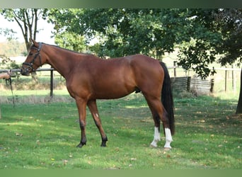 Poni alemán, Caballo castrado, 5 años, 157 cm, Castaño
