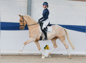 Poni alemán, Caballo castrado, 5 años, 158 cm, Palomino
