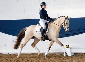 Poni alemán, Caballo castrado, 5 años, Bayo