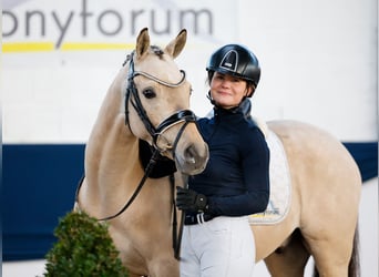 Poni alemán, Caballo castrado, 5 años, Bayo