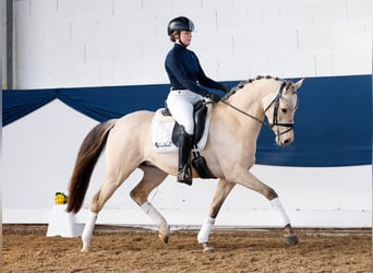 Poni alemán, Caballo castrado, 5 años, Bayo