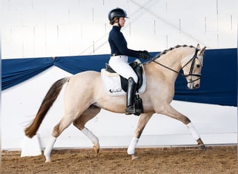 Poni alemán, Caballo castrado, 5 años, Bayo