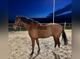 Poni alemán, Caballo castrado, 5 años, Castaño