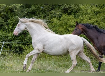 Poni alemán, Caballo castrado, 5 años, Cremello