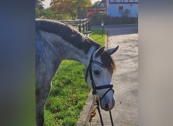 Poni alemán, Caballo castrado, 5 años, Tordo