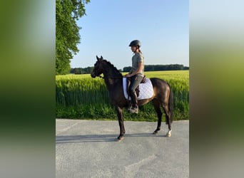 Poni alemán Mestizo, Caballo castrado, 6 años, 135 cm, Castaño oscuro