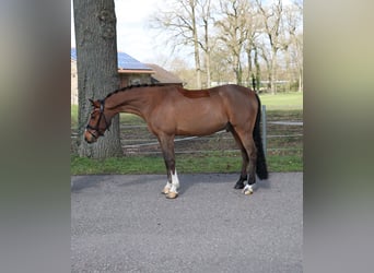 Poni alemán, Caballo castrado, 6 años, 139 cm, Castaño