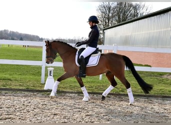 Poni alemán, Caballo castrado, 6 años, 139 cm, Castaño