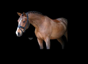 Poni alemán, Caballo castrado, 6 años, 139 cm, Castaño