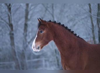 Poni alemán, Caballo castrado, 6 años, 141 cm, Castaño claro
