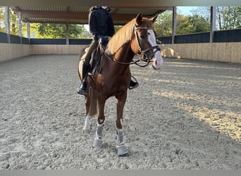 Poni alemán, Caballo castrado, 6 años, 142 cm, Alazán