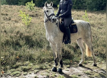 Poni alemán, Caballo castrado, 6 años, 142 cm, Tordo