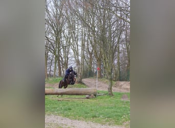 Poni alemán, Caballo castrado, 6 años, 143 cm, Castaño oscuro