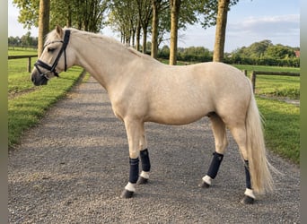 Poni alemán, Caballo castrado, 6 años, 143 cm, Palomino