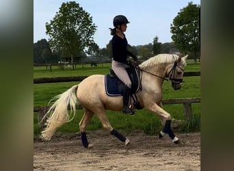Poni alemán, Caballo castrado, 6 años, 143 cm, Palomino