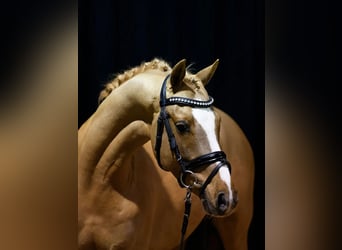 Poni alemán, Caballo castrado, 6 años, 145 cm, Alazán