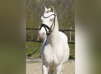 Poni alemán, Caballo castrado, 6 años, 145 cm, Cremello