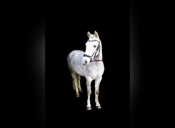 Poni alemán, Caballo castrado, 6 años, 145 cm, Tordo rodado