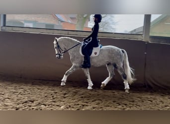Poni alemán, Caballo castrado, 6 años, 145 cm, Tordo rodado