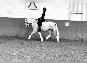 Poni alemán, Caballo castrado, 6 años, 145 cm, Tordo rodado