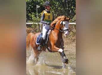 Poni alemán, Caballo castrado, 6 años, 146 cm, Alazán