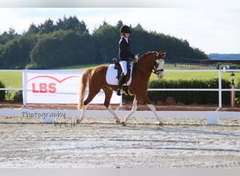 Poni alemán, Caballo castrado, 6 años, 146 cm, Alazán