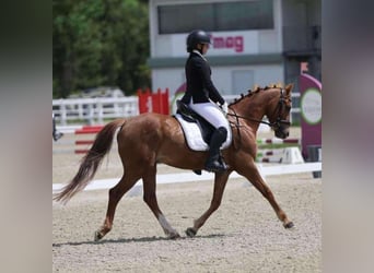 Poni alemán, Caballo castrado, 6 años, 146 cm, Alazán