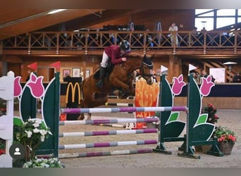 Poni alemán, Caballo castrado, 6 años, 146 cm, Alazán