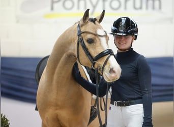 Poni alemán, Caballo castrado, 6 años, 146 cm, Bayo