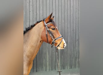 Poni alemán, Caballo castrado, 6 años, 146 cm, Castaño