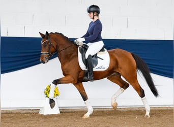 Poni alemán, Caballo castrado, 6 años, 146 cm, Castaño