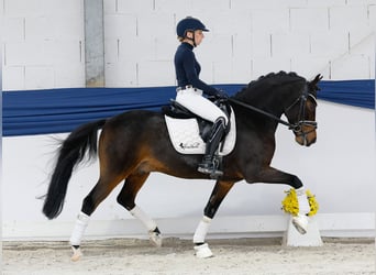 Poni alemán, Caballo castrado, 6 años, 146 cm, Castaño oscuro