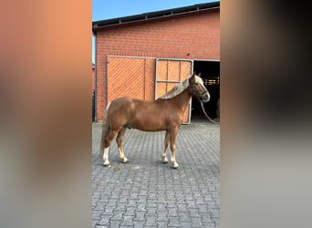Poni alemán Mestizo, Caballo castrado, 6 años, 147 cm, Alazán